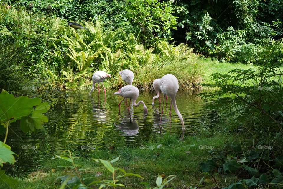 Flamingos