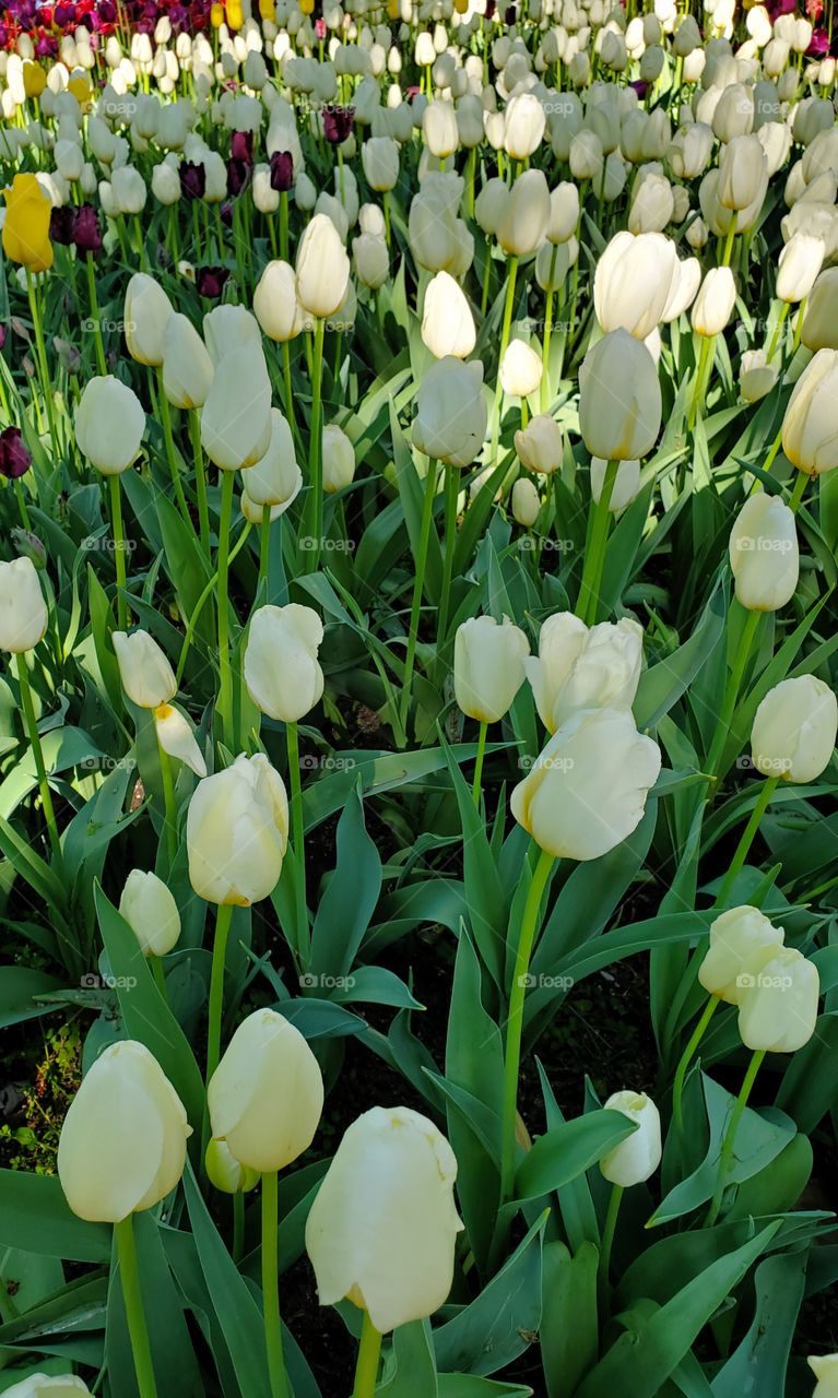 Centennial Park Francoise Tulip Holland MI 2021