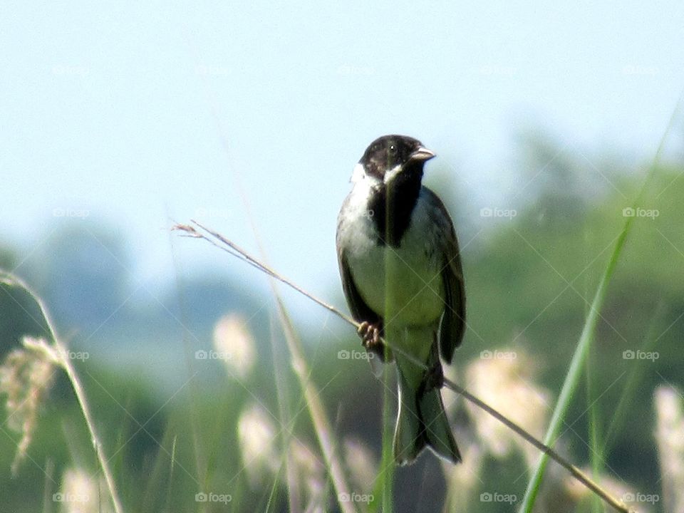 Reed bunting on a late spring day with very hot weather