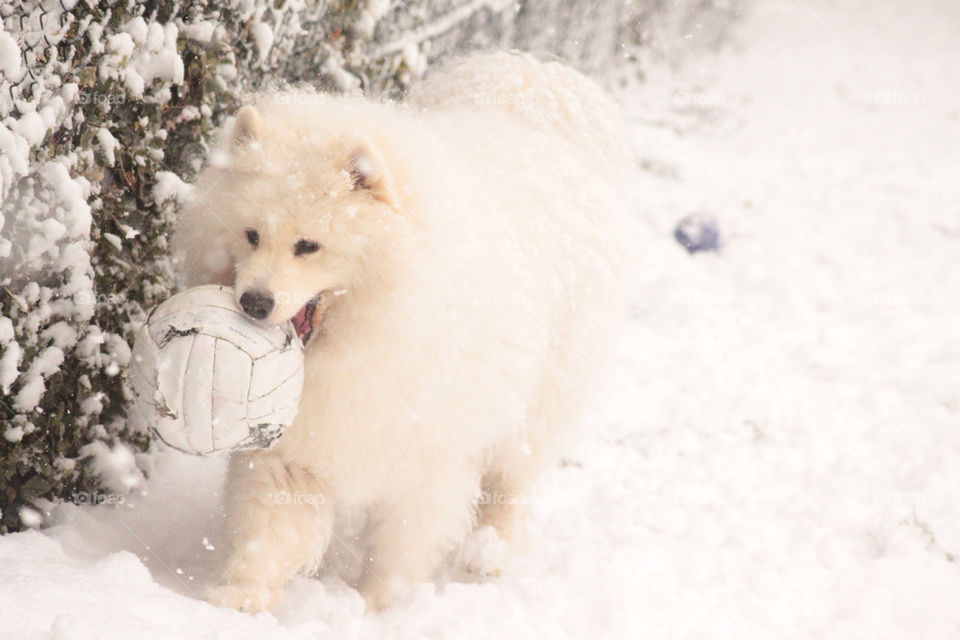 snow white play dog by grimulus