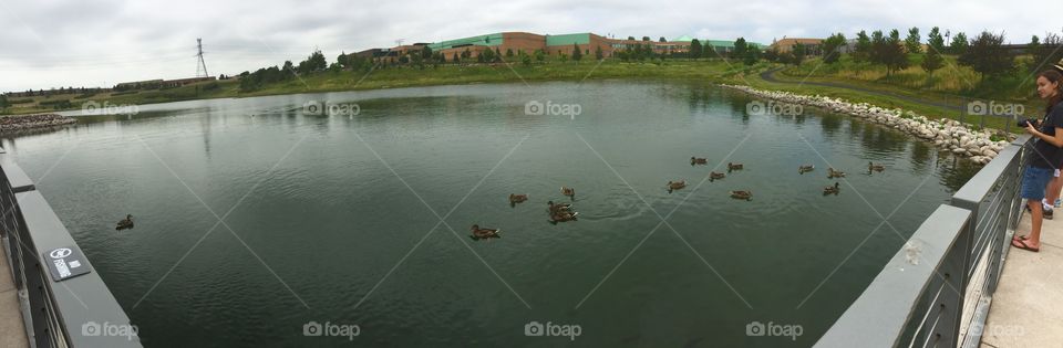 Many ducks swimming through the blue green pond water. 