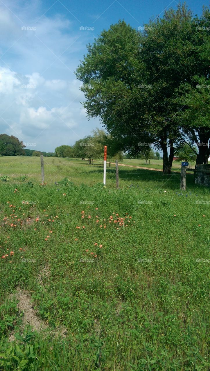 Landscape, Grass, No Person, Hayfield, Nature