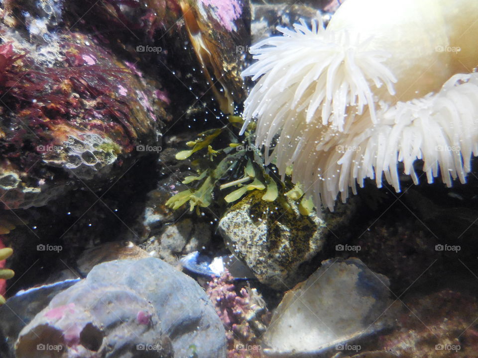 Anemone spawning