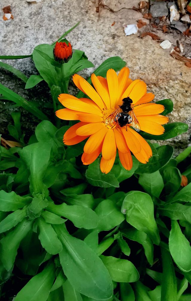 Pollination by bee