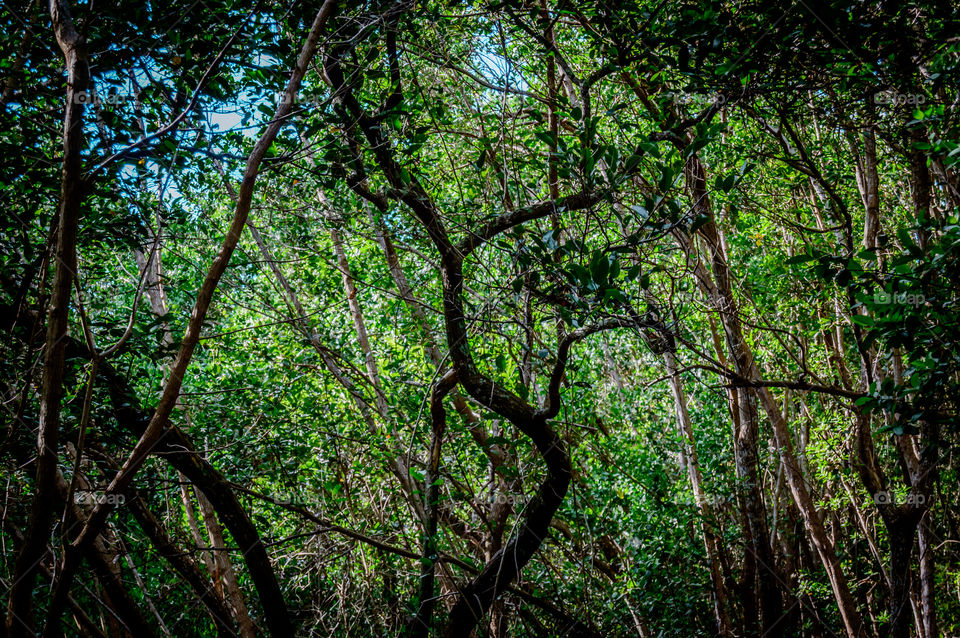 early view of the wetlands