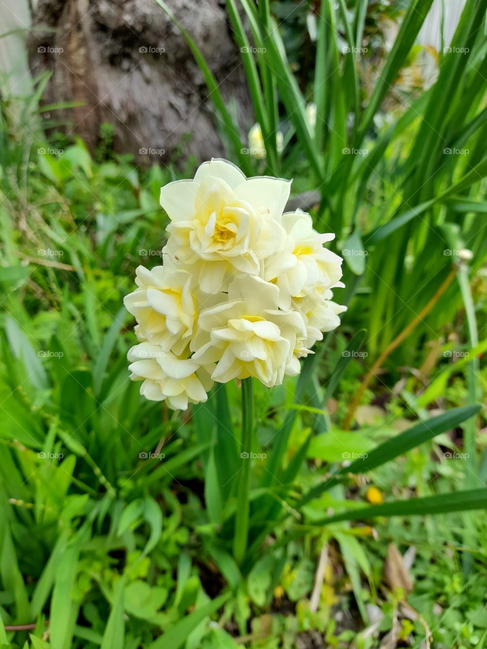 kowhai is the color yellow in nz native language 💛