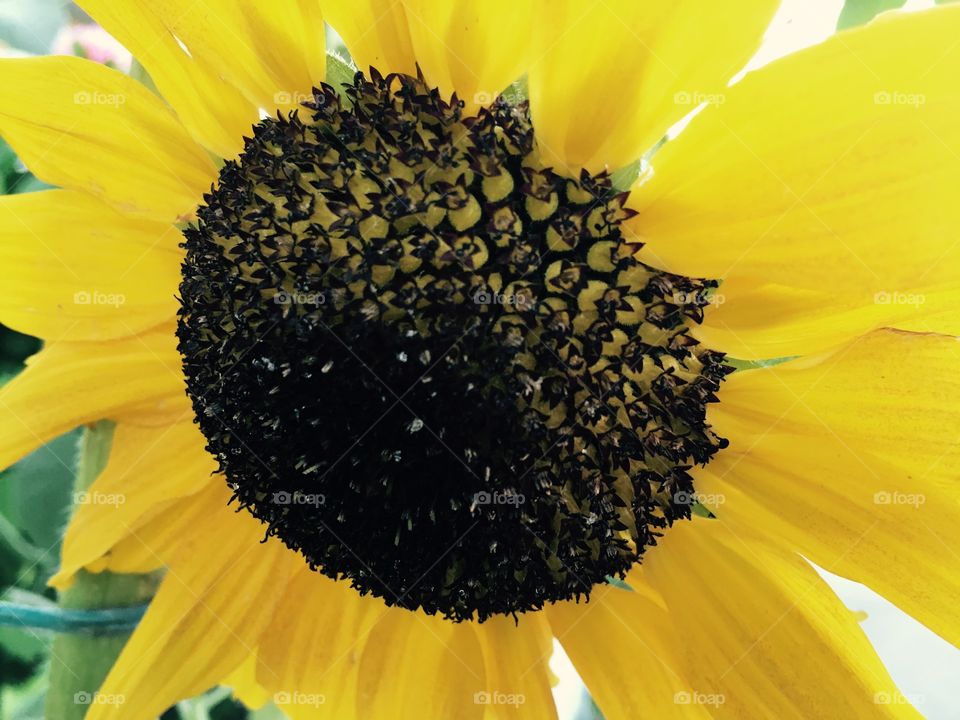 This sunflower is taken in a macro shot . It's beautiful because we can see every detail of the flower. Also as a macro photo, the yellow dominates the whole picture.