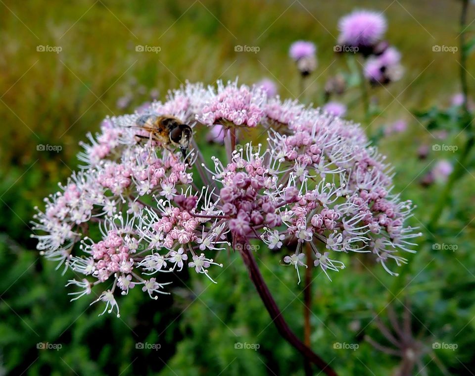Highland bee