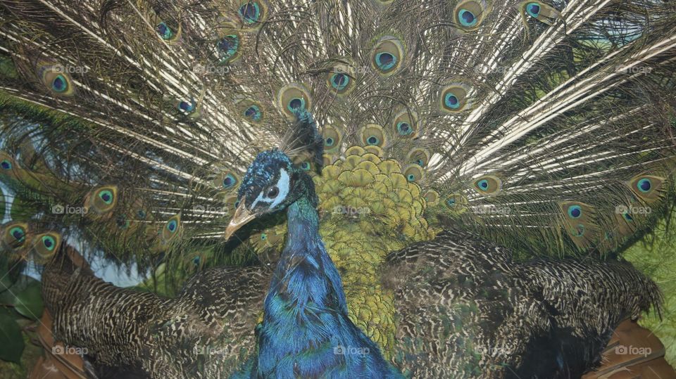 The huge and colored peacock 
