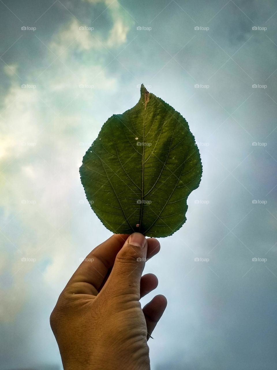 amazing leaf behind sky background
