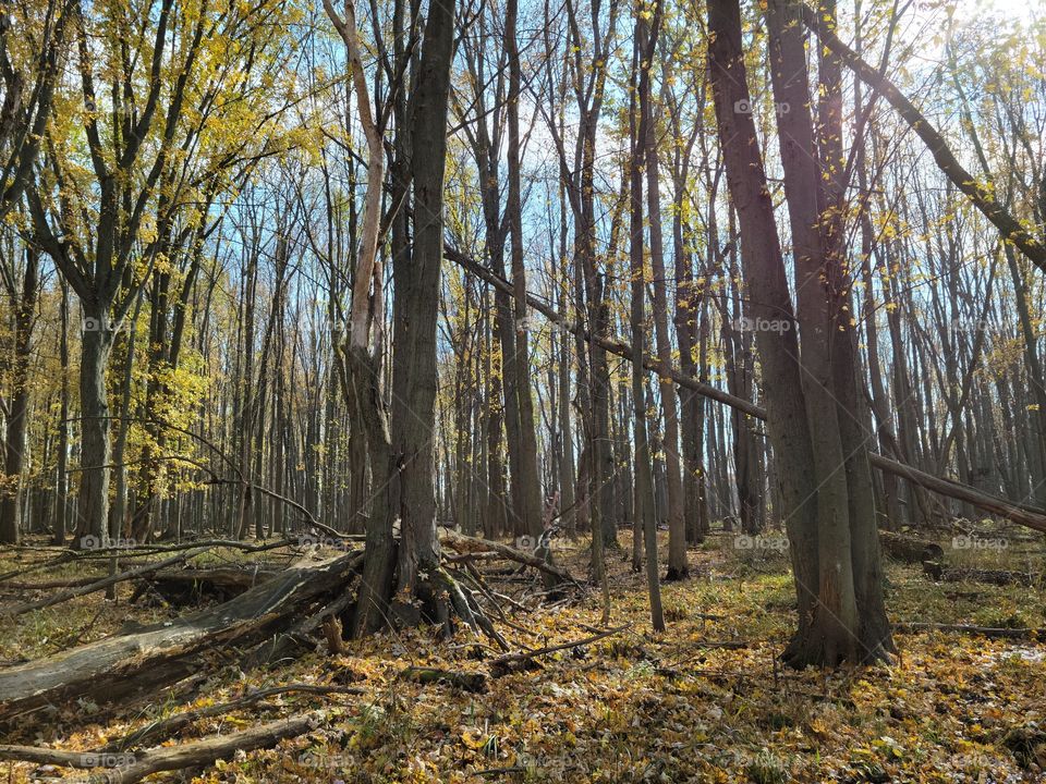 Middle of Michigan in November