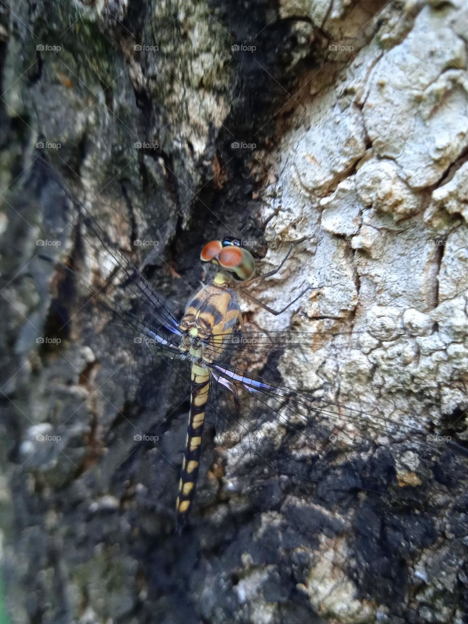 A beautiful dragonfly on the tree trunk.