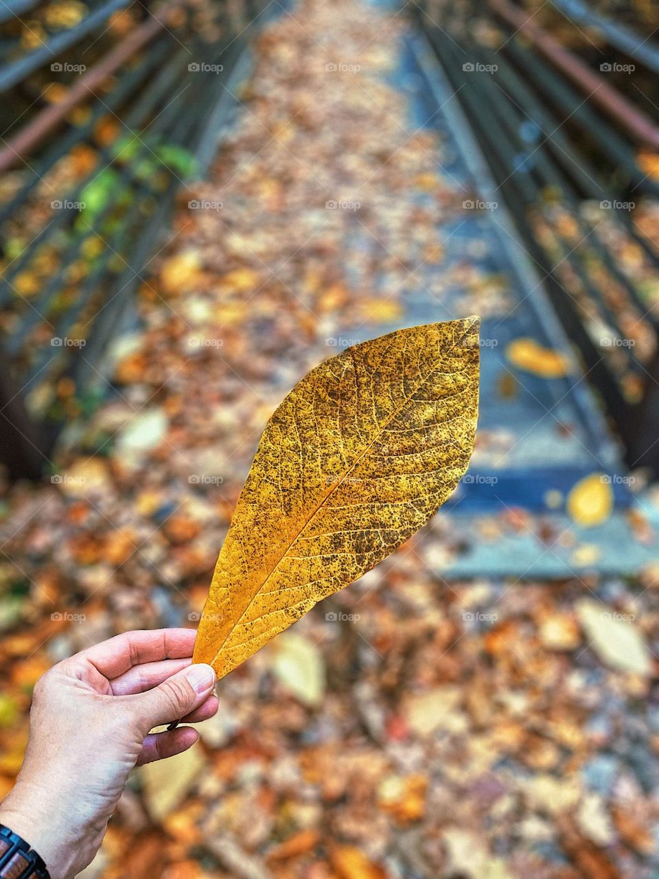 Woman holding yellow leaf, hiking in the fall time, leaves in the forest, hiking in Michigan, family vacations, hiking with kids, yellow in the forest, finding yellow woman’s hand holding autumn leaf, autumn in the Midwest 