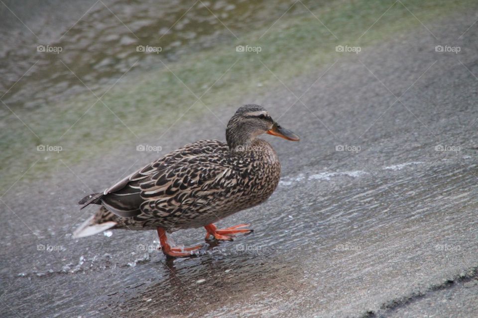 Duck in a Window day