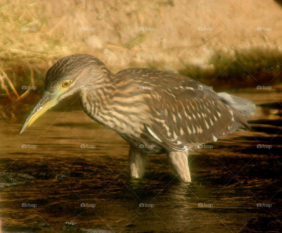 Heron Wading in Deep Water