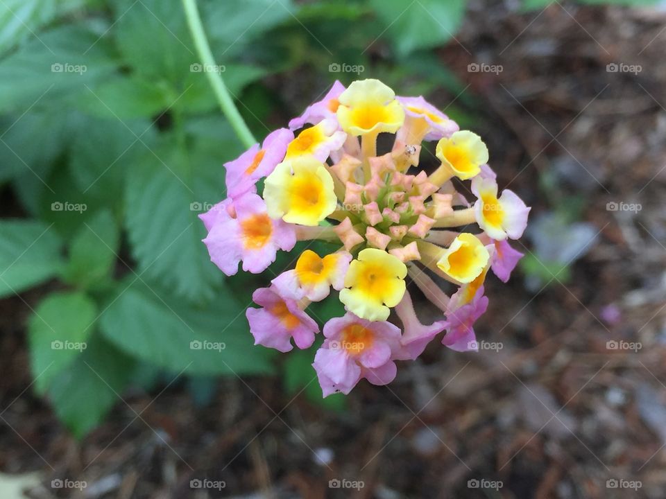 Lantana
