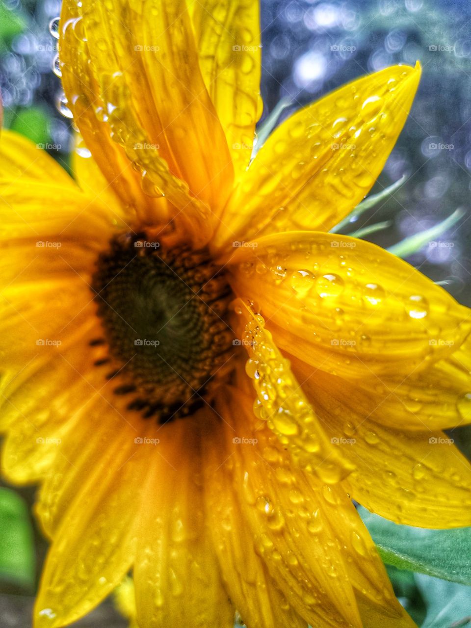 Rainy Days:
Rain drops on a sunflower.