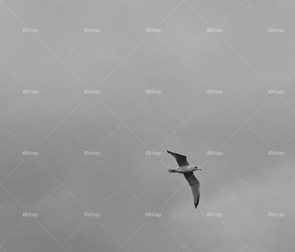 A seagull high in the sky