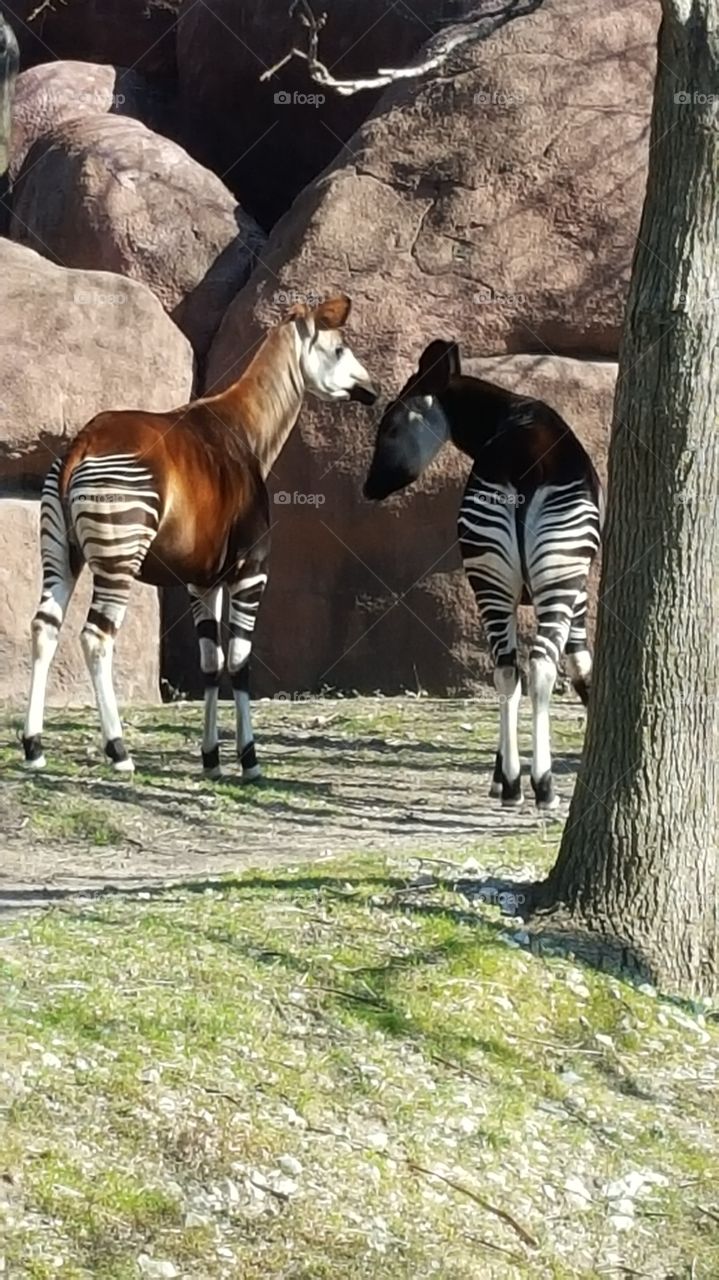 Okapi at the zoo