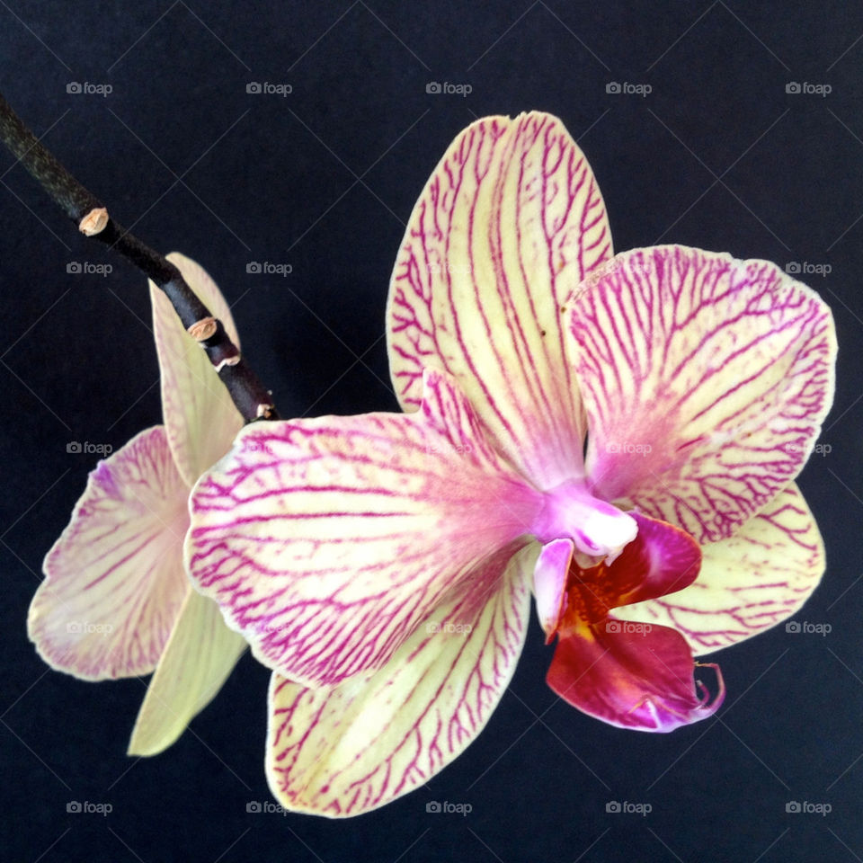 flower plant cream orchid by miowan