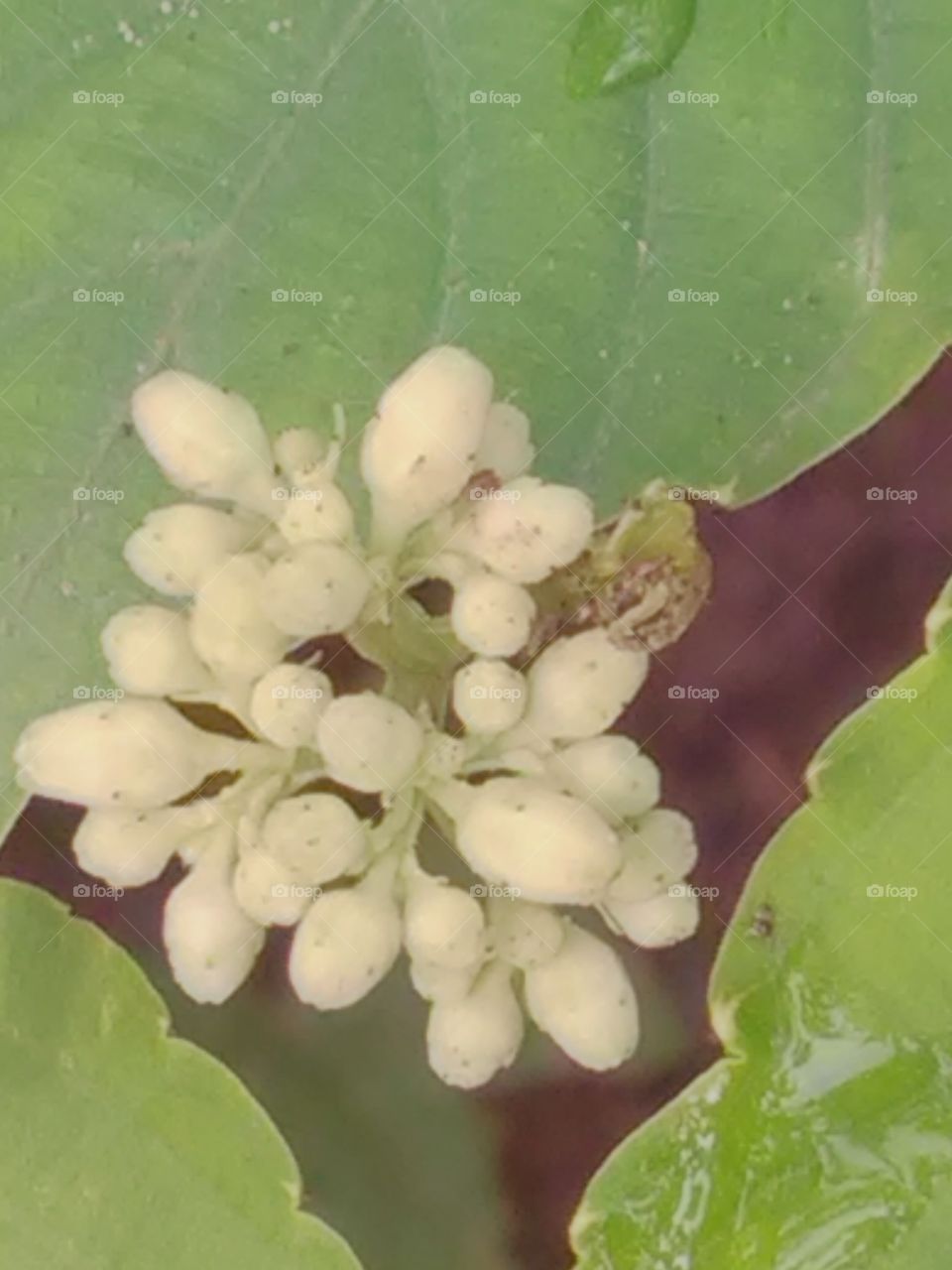 Beautiful white flowers attached insect.
