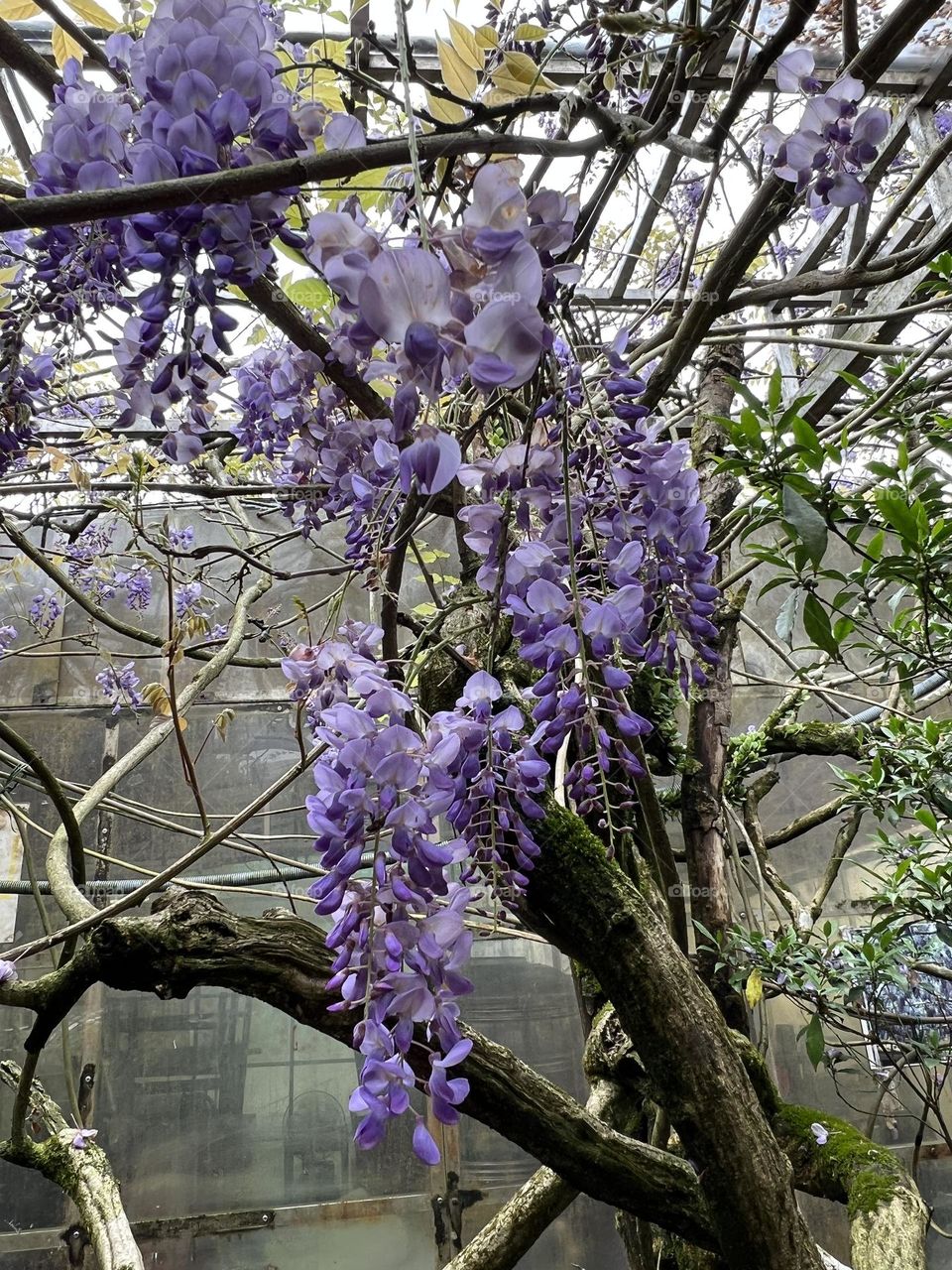 Wisteria flower in Yang Ming Shan 