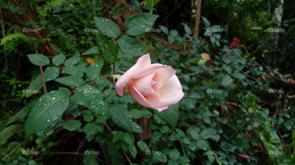 NATURAL NATURE NATUR GARTEN BLUME ROSE ROSEN