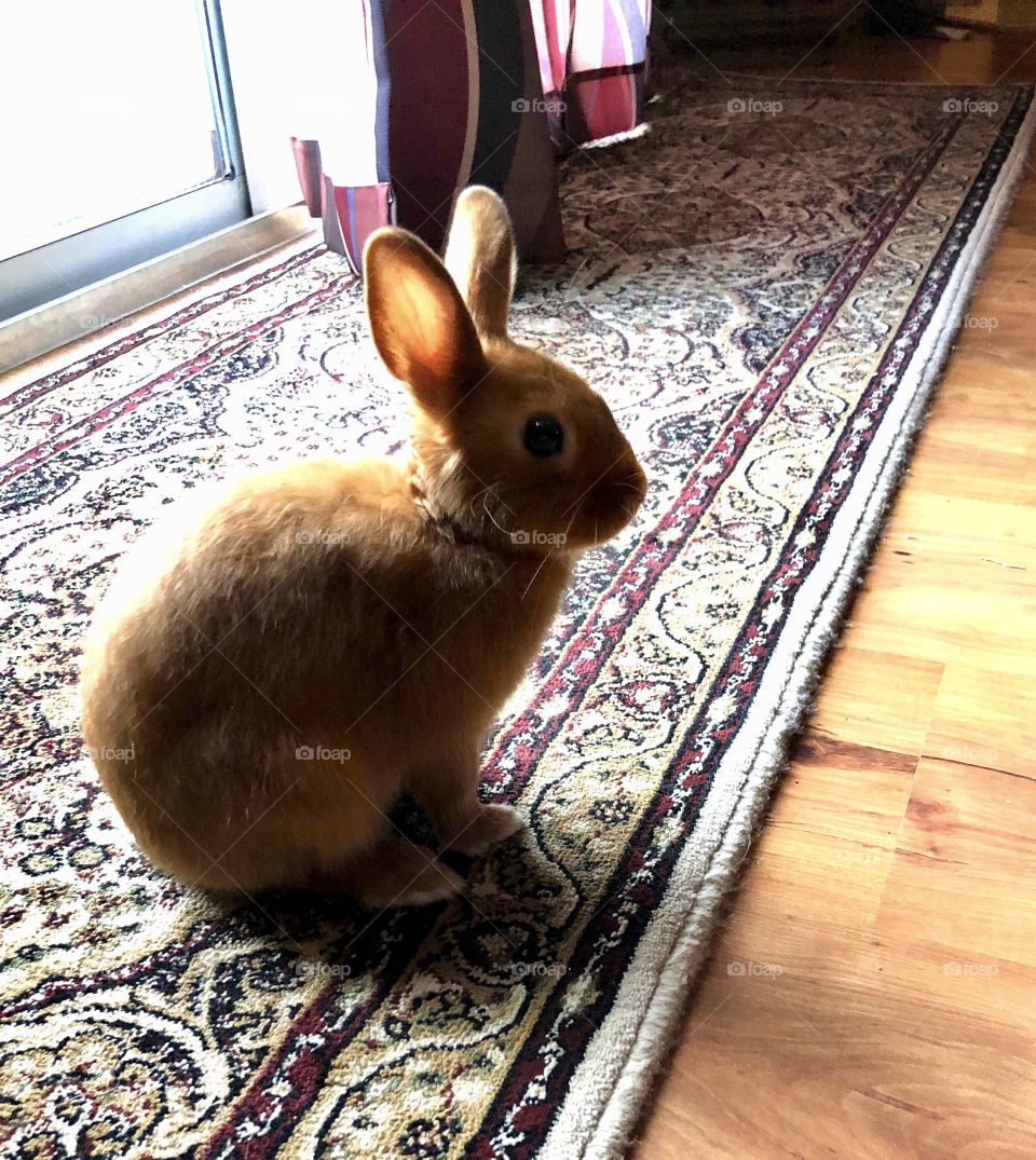 Beautiful bunny 