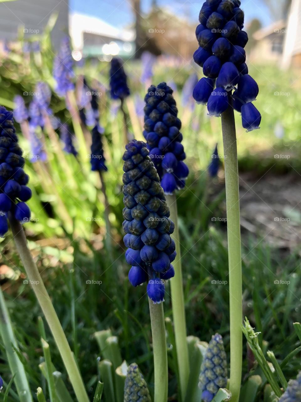Grape hyacinth 