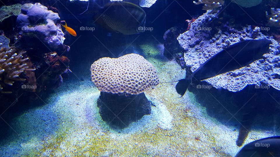 Musée Océanographique de Monaco