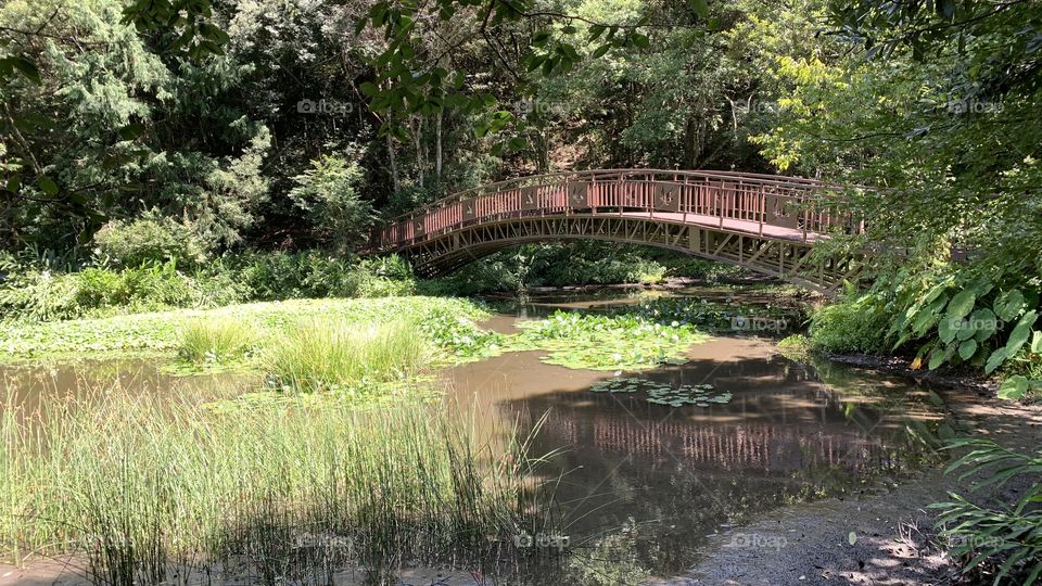 The wooden bridge across the wetland.
