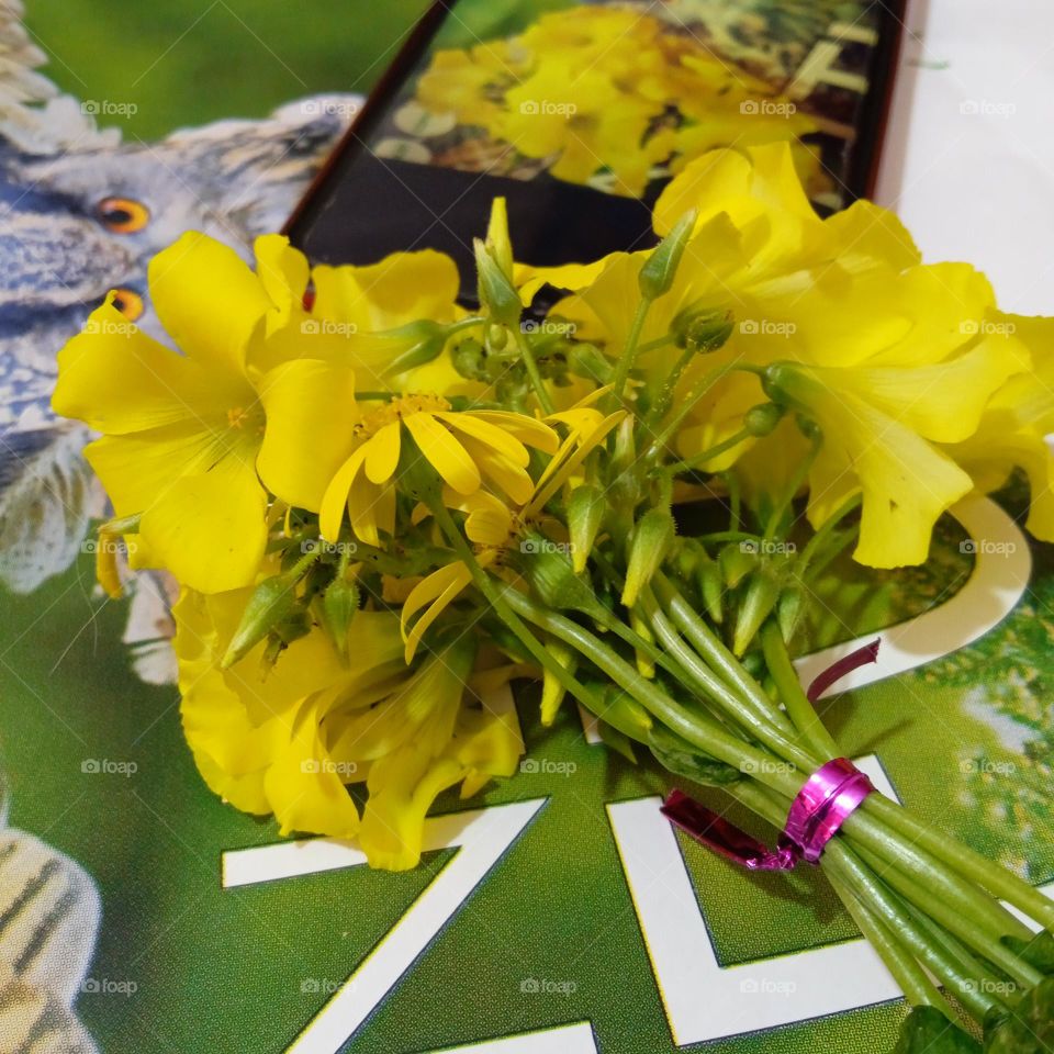 yellow flowers , lovely spring