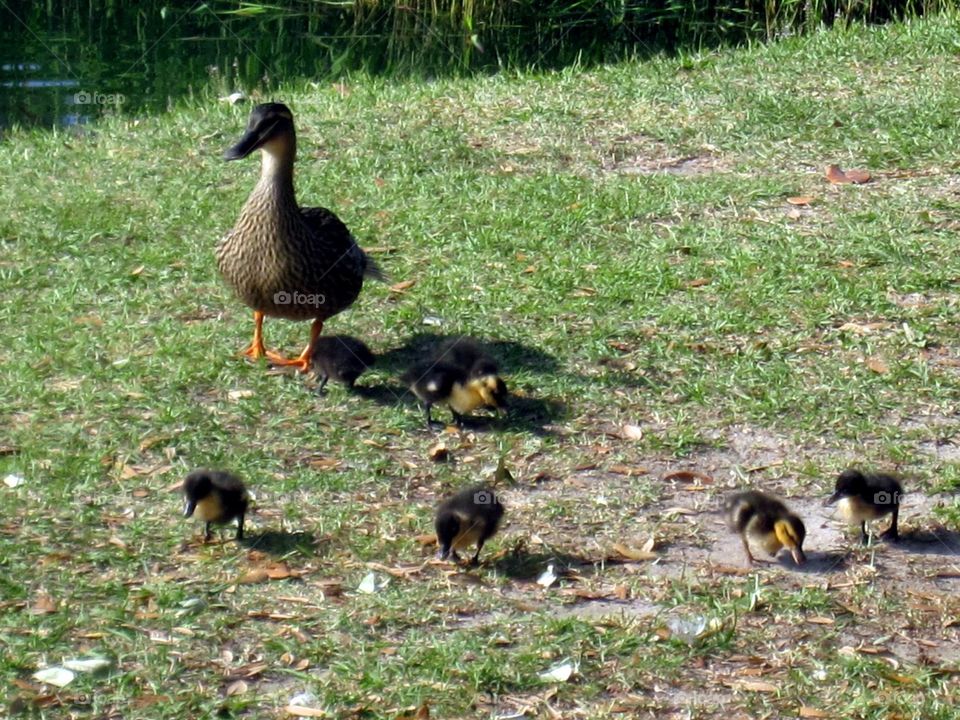 Mama Duck and Ducklings