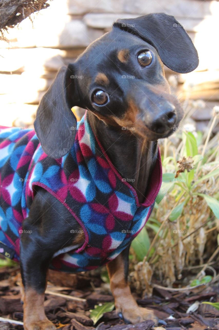 Miniature dachund Daisy 