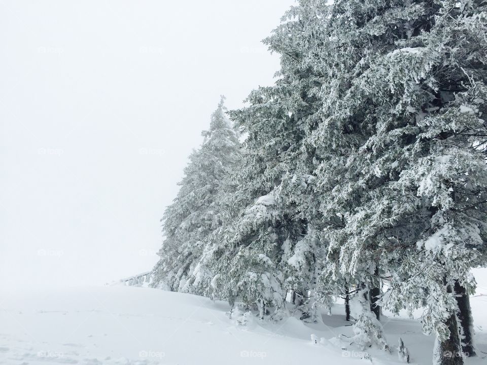 View of snowy trees