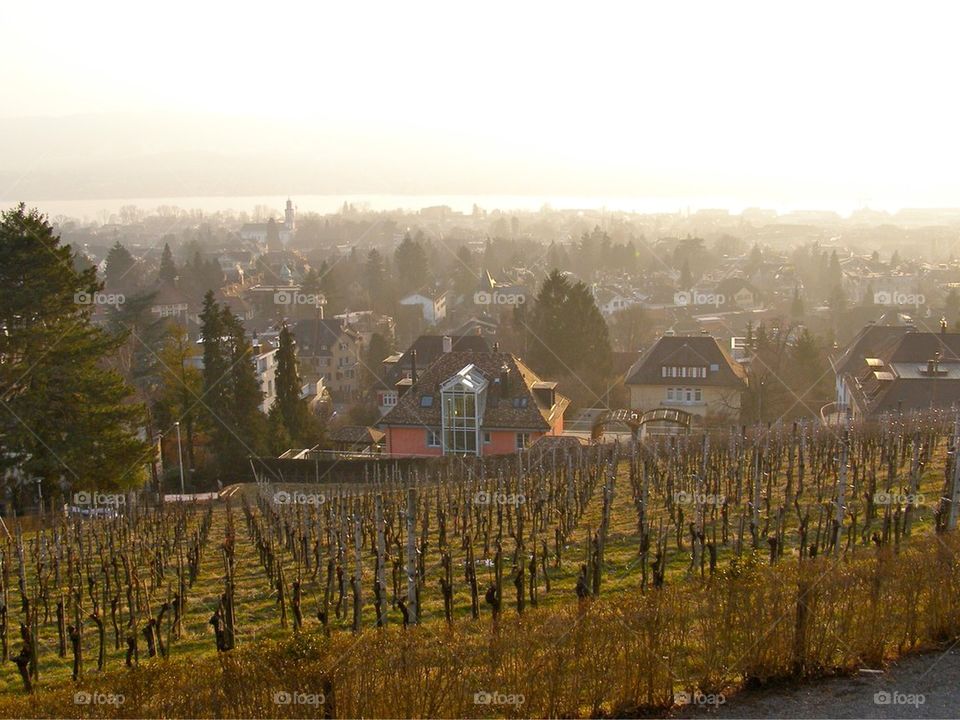 Wine yards Switzerland 