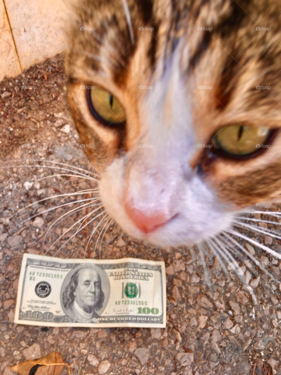 cat Money $100