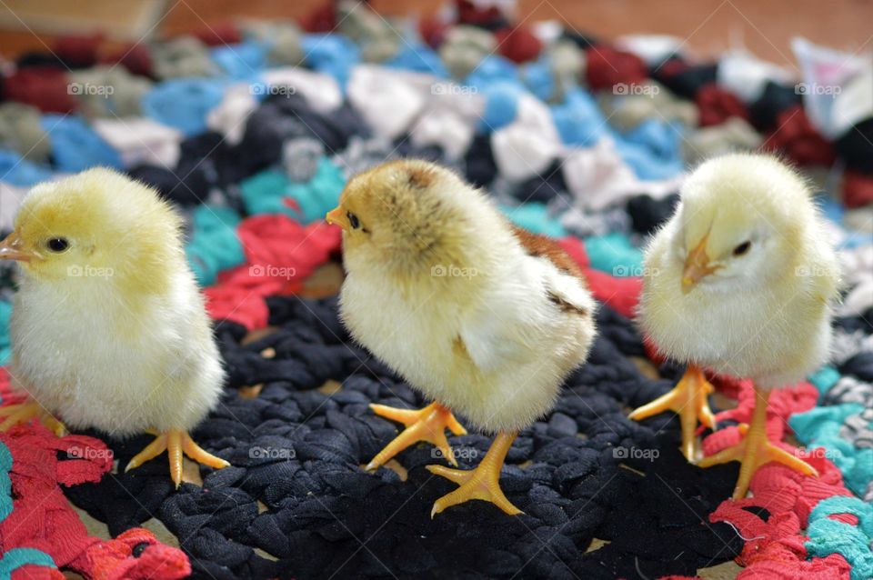 Close-up of chicks