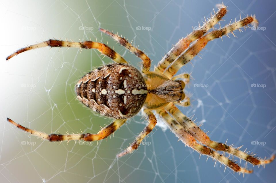 Brown Yellow Black Cross Orb Weaver Spider