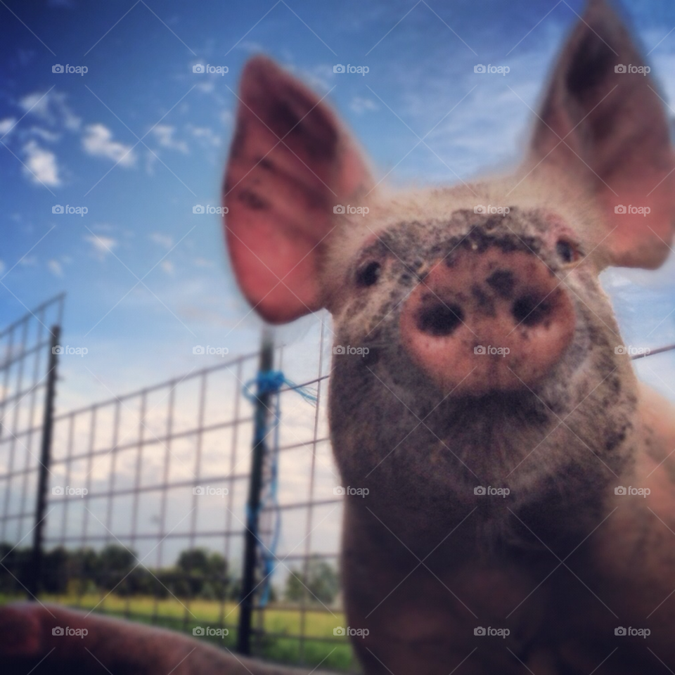 cute dirty pig farm by brahamd