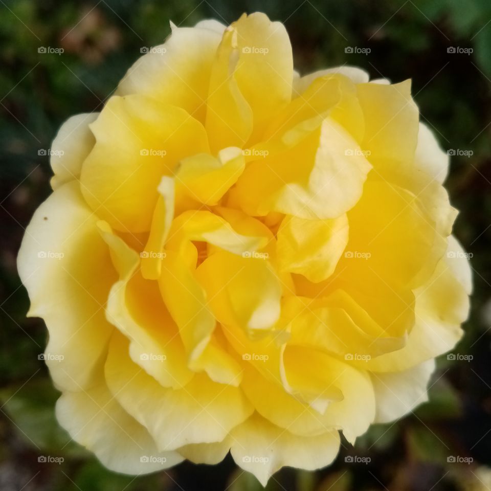 Yellow rose