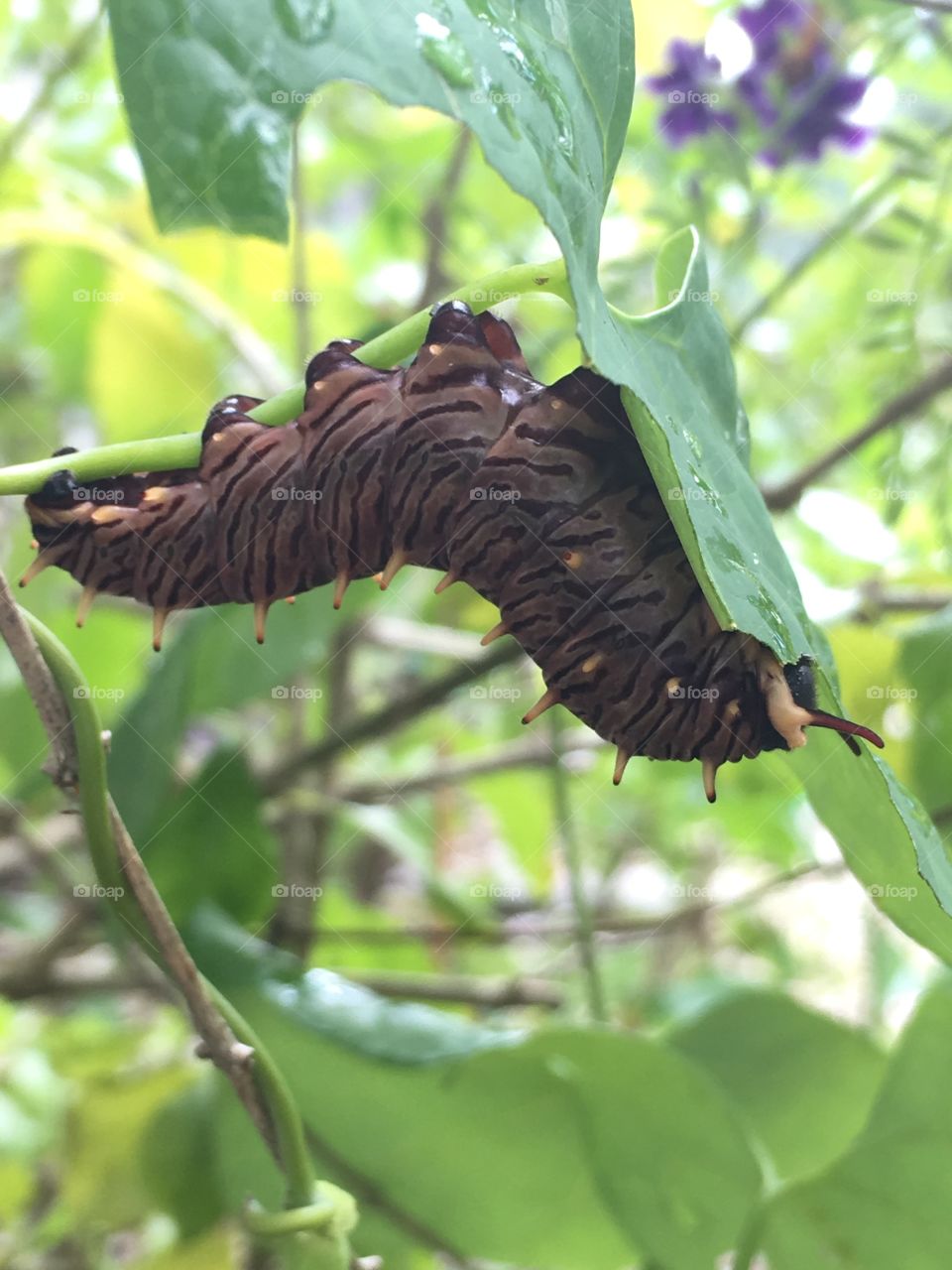 Polydamas holding on