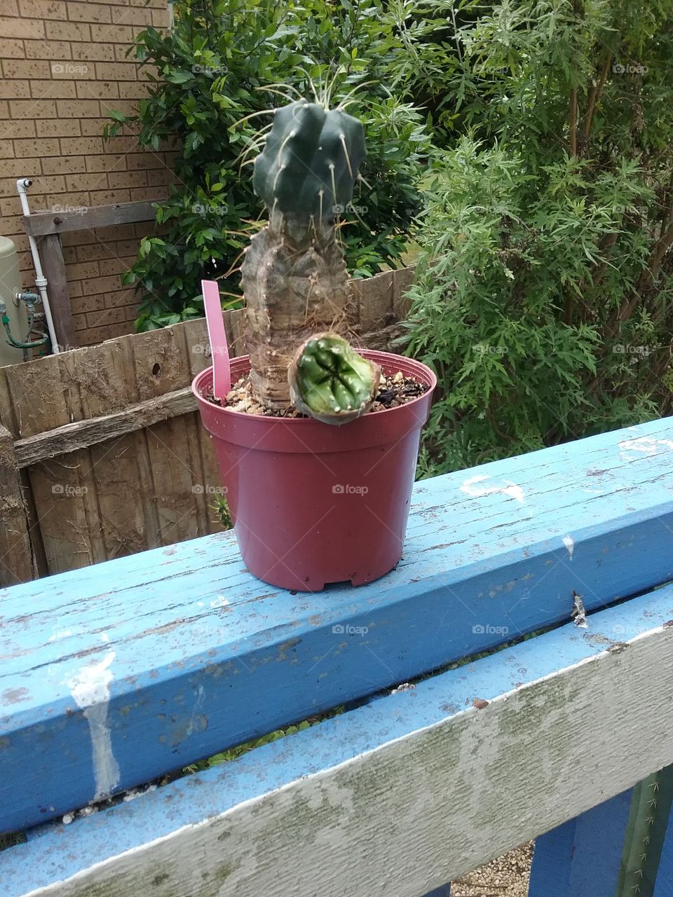 nice cactus shot of the mutant splitting