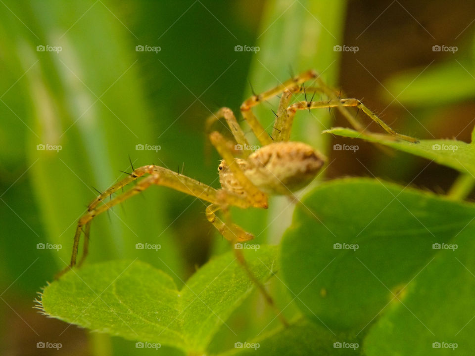 small yellow spider on a clover plant