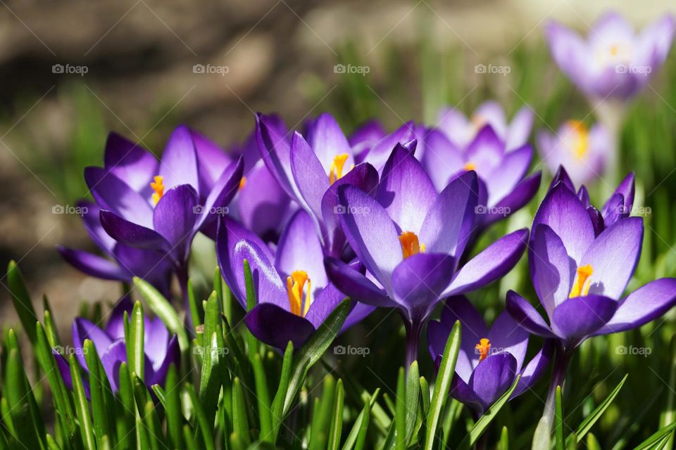 Purple crocus flowers