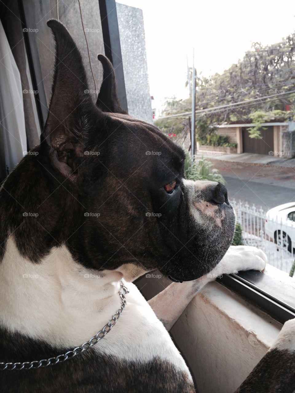 Boxer dog looking at the window 