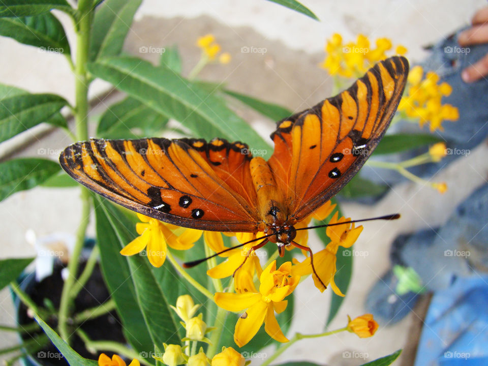 Butterfly on a plant 