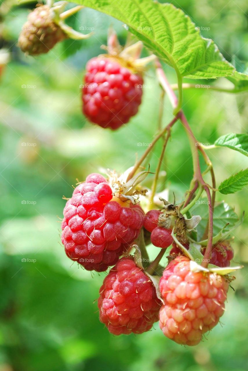 Growing raspberries 