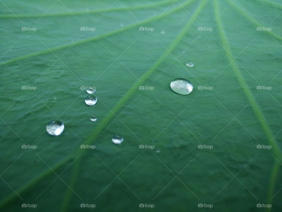 Rolling on the lotus leave!