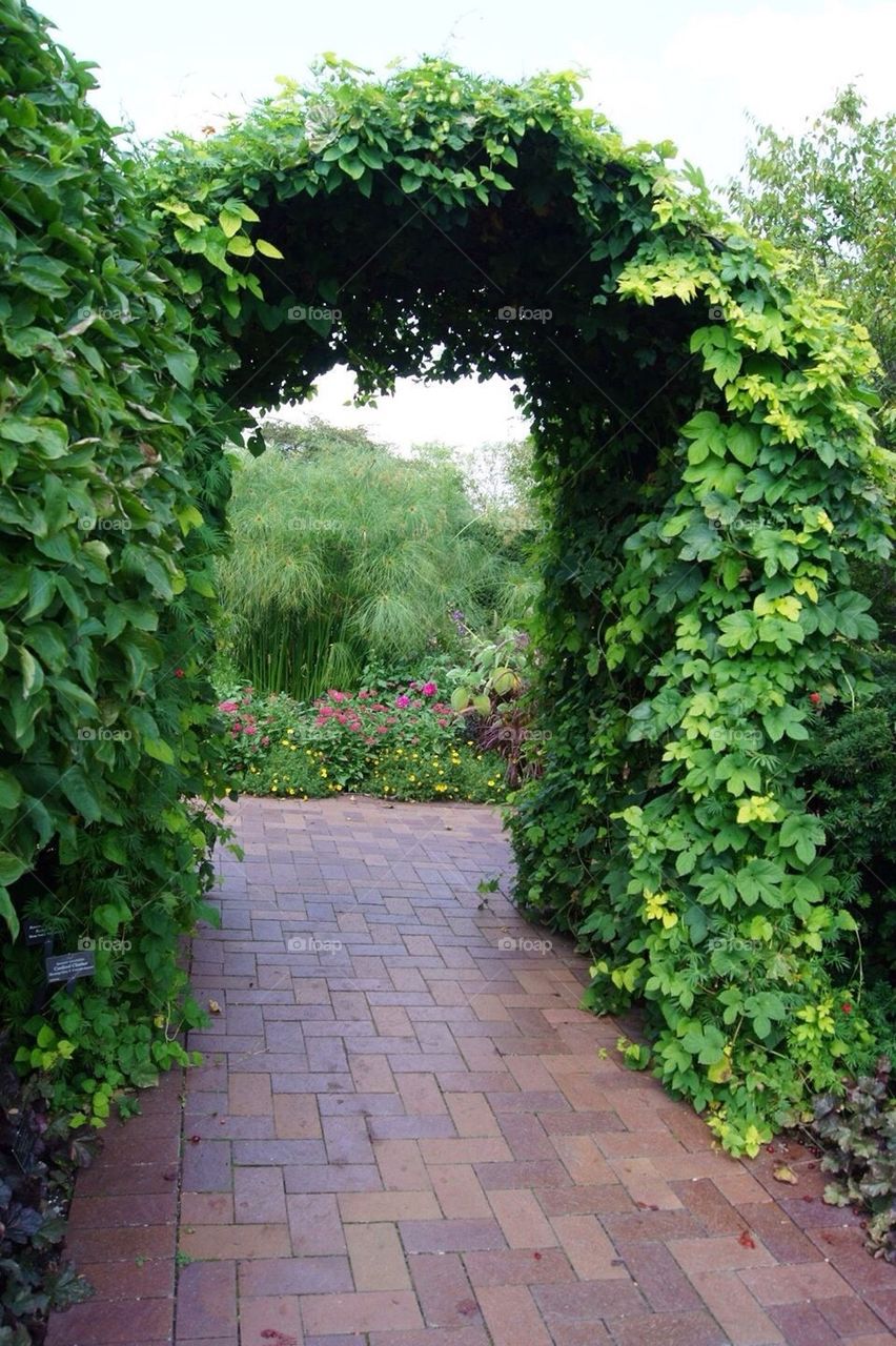 Ivy-covered Arch